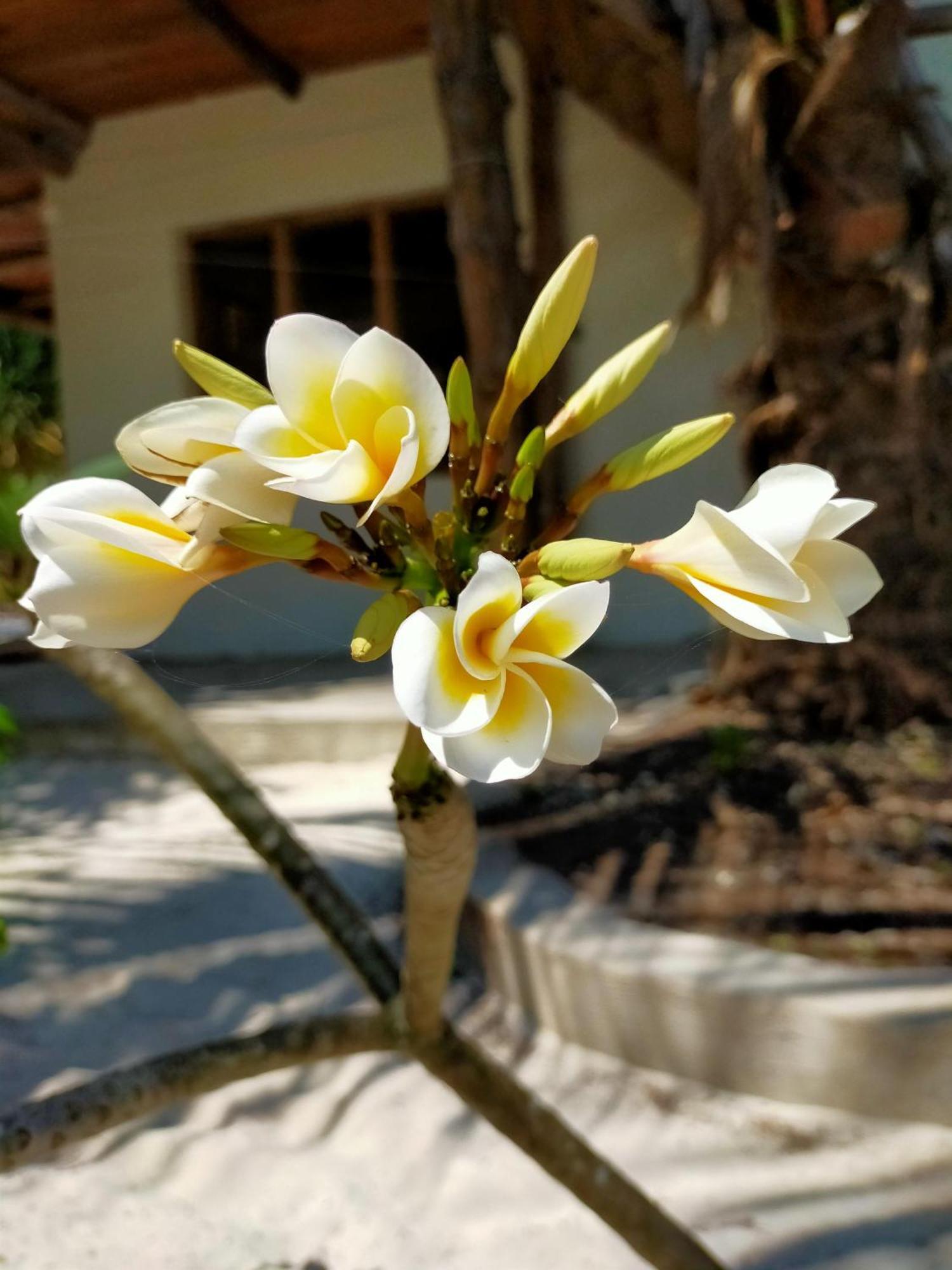 Eden Paradise Michamvi 外观 照片
